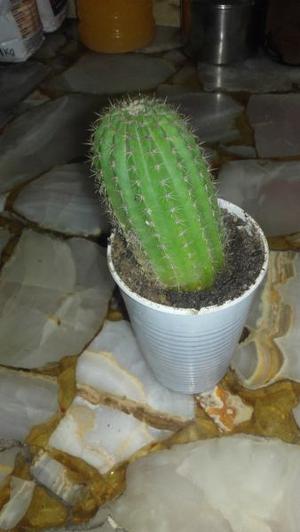 venta de cactus y plantas