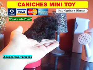 Hermosos Caniches Mini toy UNICOS ACEPTAMOS TARJETAS!.