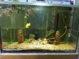 Vendo Acuario Apto Marinos