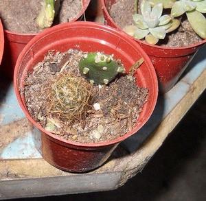 Cactus Mammilaria Y Opuntia En Maceta 6
