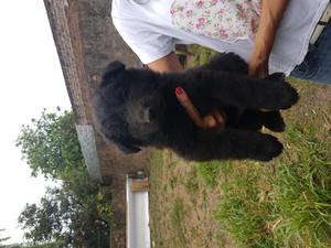 Hermosos Cachorros Pastor Belga