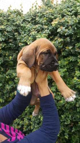 Cachorros De Fila Brasilero A 50 Días