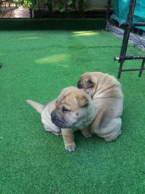 Cachorros Shar Pei Super Cariñosos Listo Para La Entrega