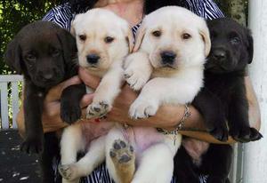 Hermosos Cachorros Labrador!