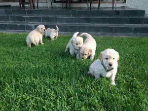 Vendo Cachorritos Golden Vacunados Y Desparasitados