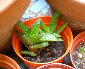 planta suculenta aloe juvenna en maceta 6