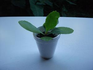 Plantín De Suculenta Kalanchoe Variedad Gastonis Bonnieri