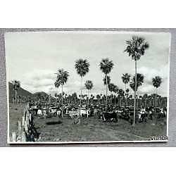 antigua foto  campo ganadero guarany misiones 10,7 x 7,3
