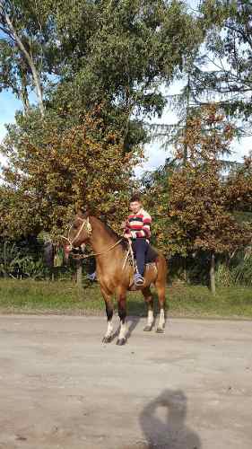 Caballo Manso De Andar.