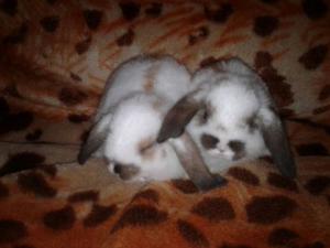 Conejitos De Raza Holland Lop