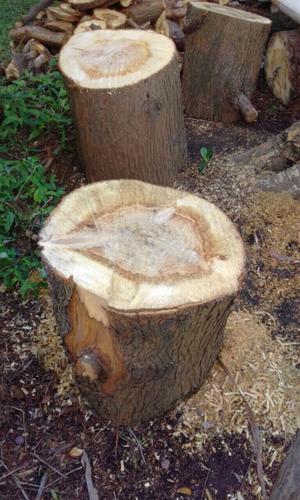 Troncos rodaja de árbol cipres simil pino