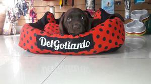 Cachorro Labrador Chocolate Con Papeles