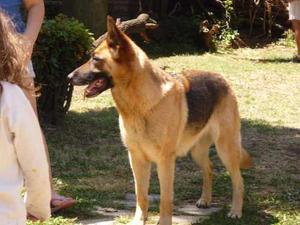 Cachorros Ovejeros Alemanes Excelente Linea De Sangre Padre