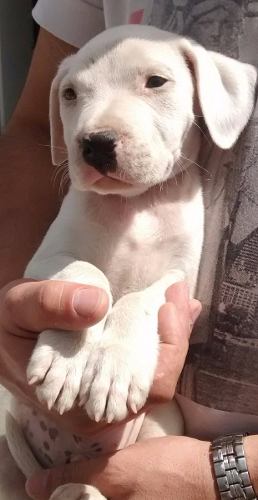 Dogo Argentino Cachorros De Excelente Linea De Sangre