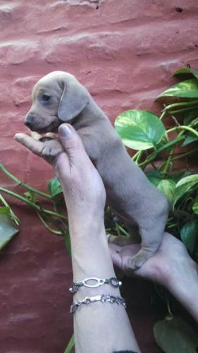 Exelentes Cachorros Salchichas Criados En Familia