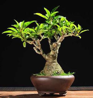 Bonsai Ombu De Bonsaienargentina