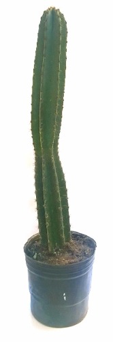 Cactus Cereus Grandes 40 A 60 Cm De Altura
