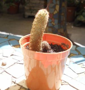 Cactus Mammilaria Elongata En Maceta Plastico Numero 6