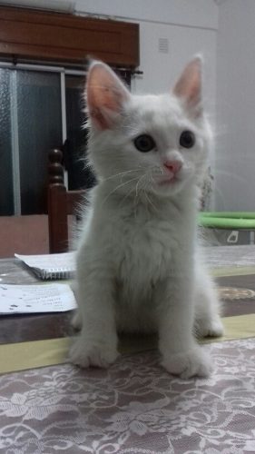 Gatito Ragdoll Hermoso