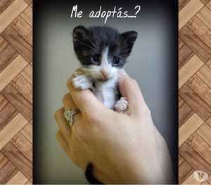 Gatitos en Adopción