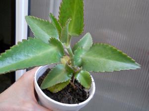 Autentica Kalanchoe Daigremontiana Sp. (No Hibrido)