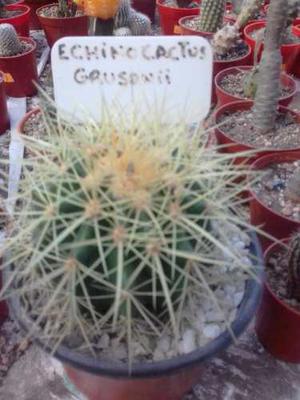 Cactus Echinocactus Grusonii. Despacho Gratis