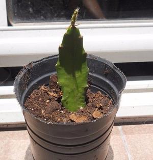 Esqueje cactus epífito Epiphyllum x akermanii M 10
