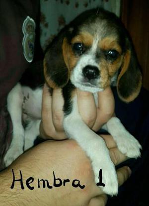 Cachorra Beagle Tricolor. 13.todas Las Vacunas! Hembra