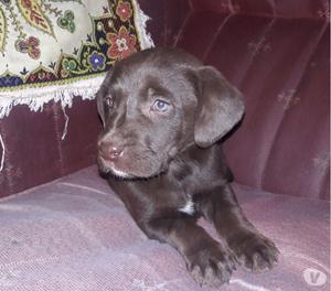 Vendo cachorros labradores