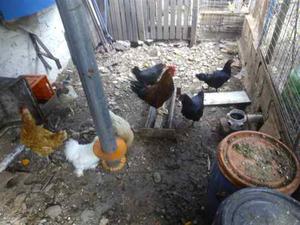 Animales Y Mascotasavesavesgallos Y Gallinas