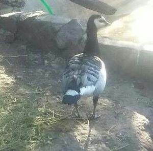 Aproveche!!! Patos Barnacla Cariblanco Yunta Reproductora!!!