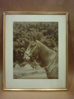 Fotografía Antigua Original De Cabeza De Caballo con marco