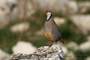 Perdices Griegas O Chukar