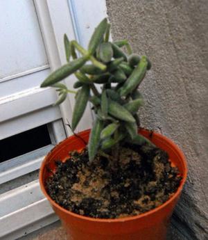 Planta Crassula Mesembryanthemoi En Maceta Numero 8