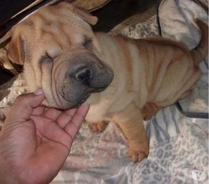 Vendo cachorros shar pei