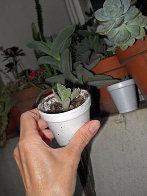 planta suculenta crassula falcata