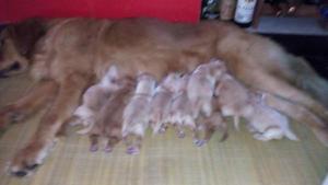 HERMOSOS CAHORROS GOLDEN RETRIEVER!!!