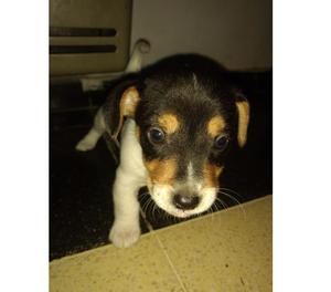 vendo cachorros jack russell terrier