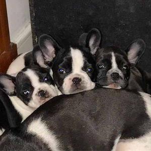 Cachorros Hembra De Bulldog Frances Fca!! Acepto Tarjeta!