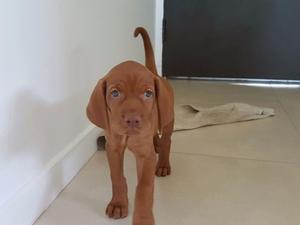 Magyar Vizsla Cachorros Criadero Ayrton