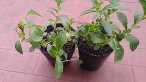 Planta de stevia endulzante natural elviveruski