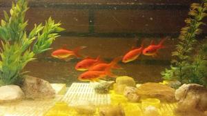 Goldfish Cometas De Agua Fria