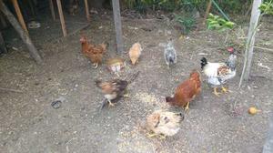 Gallinas De Campo