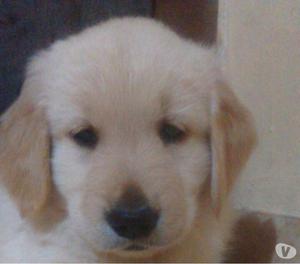 VENDO 2 CACHORROS GOLDEN RETRIVER MACHOS