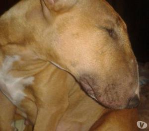 vendo bull terrier