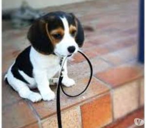 lindos cachorros beagle