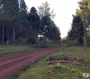 Campo 270 ha en Producción. 70 de pino. 40 de yerba. Casas