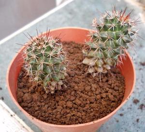 cactus mammillaria voburnensis en maceta numero 8