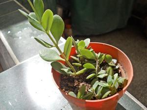 planta kalanchoe rotundifolia en maceta numero 8