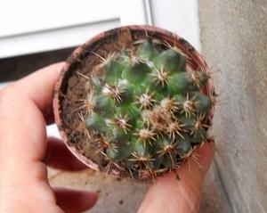 cactus en maceta de 6 cm